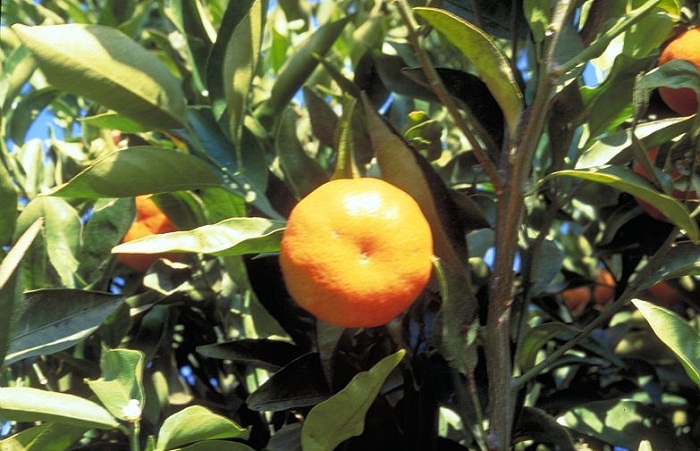 Citrus reticulata